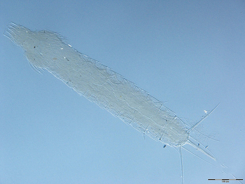 Представитель Семейства Antygomonidae